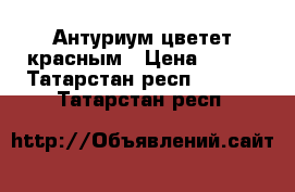 Антуриум цветет красным › Цена ­ 250 - Татарстан респ.  »    . Татарстан респ.